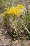 Low pinebarren milkwort